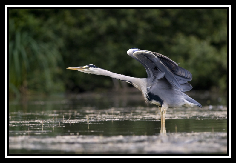 etirement heron 01-border 